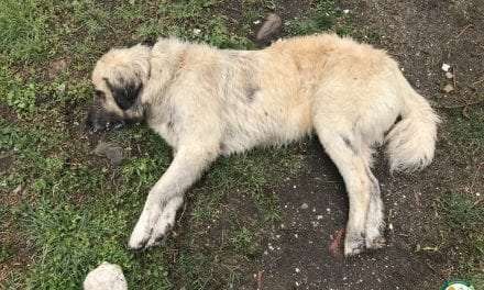 Σοβαρό περιστατικό χρήσης δηλητηριασμένων δολωμάτων στο Παρανέστι <br> <span style='color:#777;font-size:16px;'>Δύο νεκρά σκυλιά και δύο νεκρές γάτες  με «φόλες» κυανίου</span>