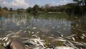 Ανεύρεση νεκρών ψαριών στον παραπόταμο του Έβρου PISMANKA
